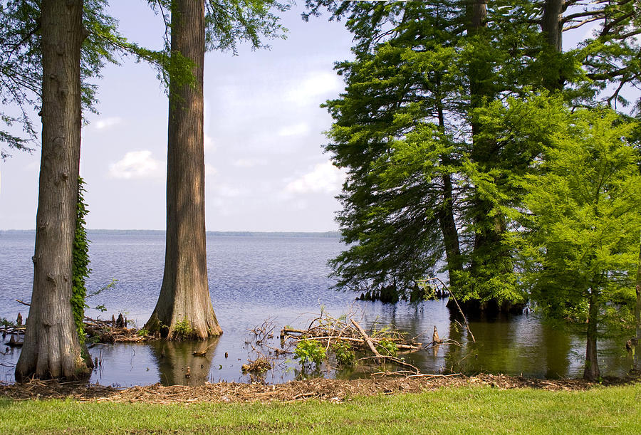 Reelfoot Lake in Tennessee #1 Photograph by Bonnie Willis