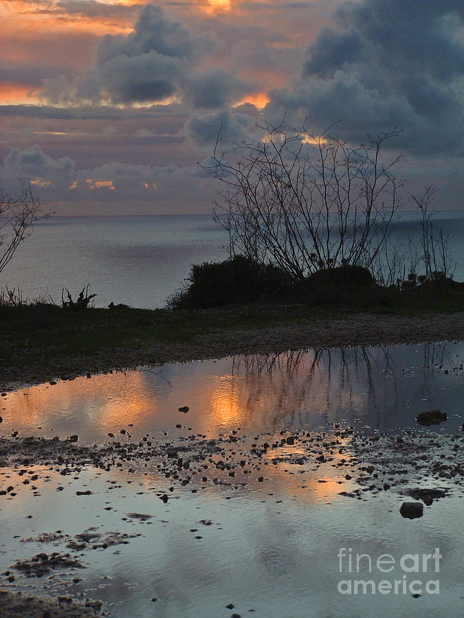 Reflected Grasses by Mary Attard Reflected Grasses by Mary Attard
