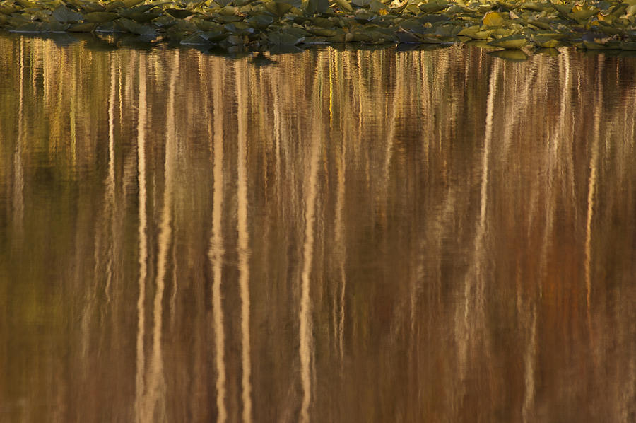 Tree Photograph - Reflection Under Lily Pads by Carolyn Marshall
