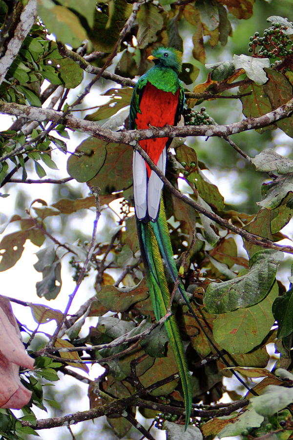 Resplendent Quetzal #1 Photograph by Bruce J Robinson