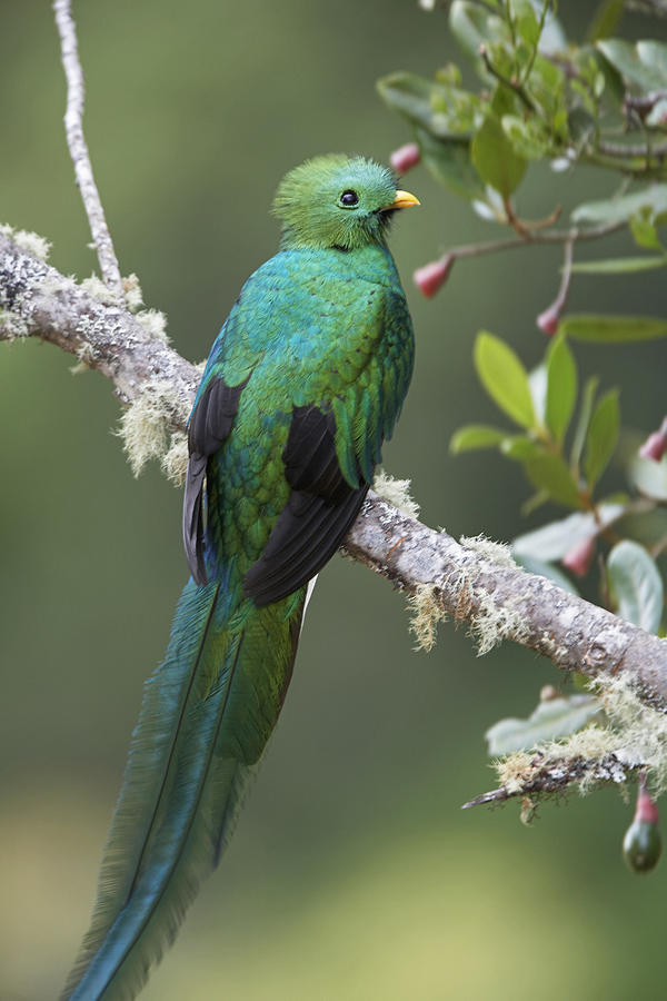 Meet The Gorgeous Resplendent Quetzal, One Of The World's, 48% OFF