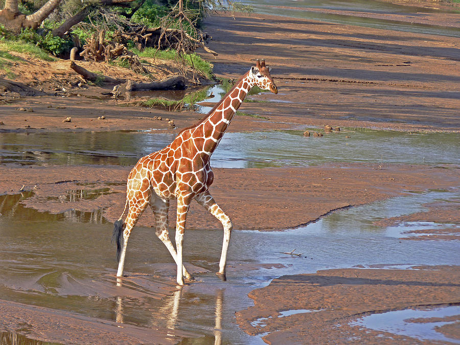 Wildlife Photograph - Reticulated Giraffe #2 by Tony Murtagh