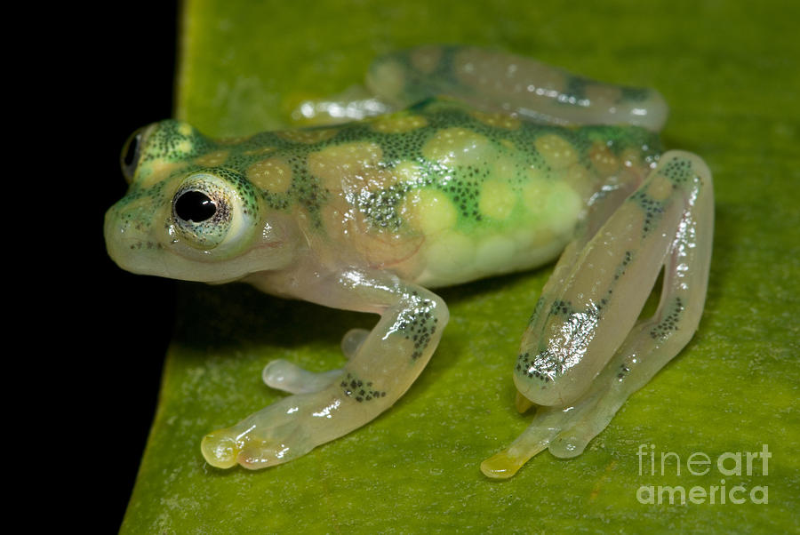 Reticulated Glass Frog #1 Photograph by Dante Fenolio