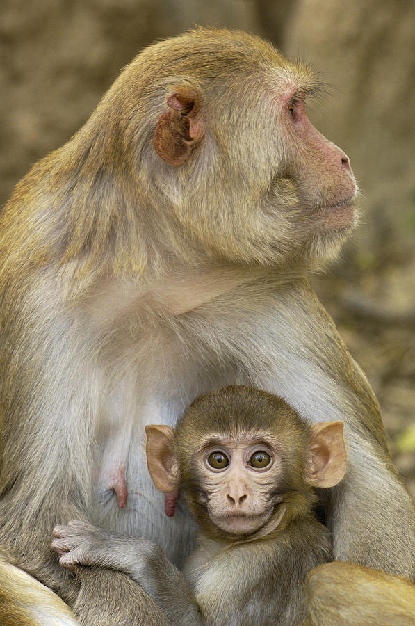 Rhesus Macaque Macaca Mulatta Mother #1 Photograph by Pete Oxford