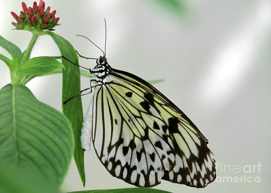 Butterfly Photograph - Rice Paper Butterfly #1 by Sabrina L Ryan