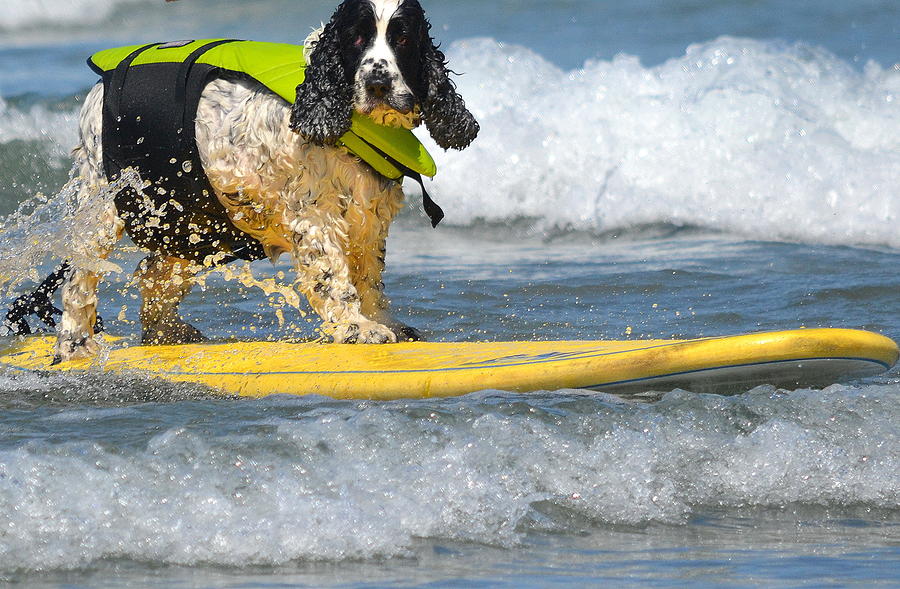 Dog Photograph - Ride the Wild Surf #1 by Fraida Gutovich