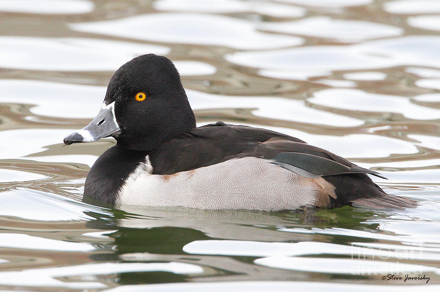 Ring Necked Duck #1 Photograph by Steve Javorsky