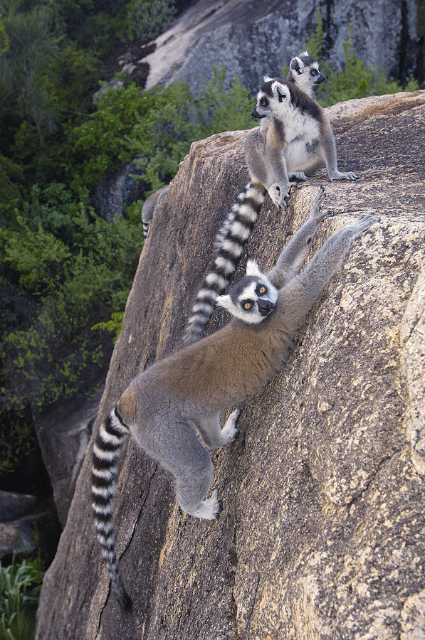 Ring-tailed Lemur Lemur Catta Trio #1 Photograph by Pete Oxford