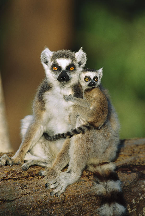 Ring-tailed Lemur Mother and Baby #3 Photograph by Cyril Ruoso