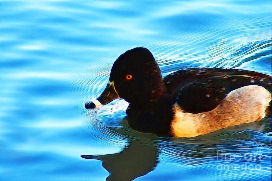 Duck Photograph - Ringbill Duck #1 by Donna Greene