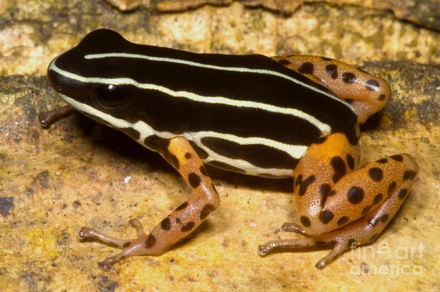 Rio Madeira Poison Frog #1 Photograph by Dante Fenolio