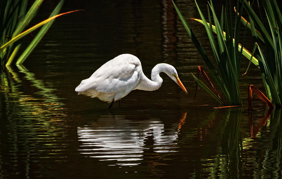 Egret Photograph - Ripples on the Pond  #1 by Donna Pagakis