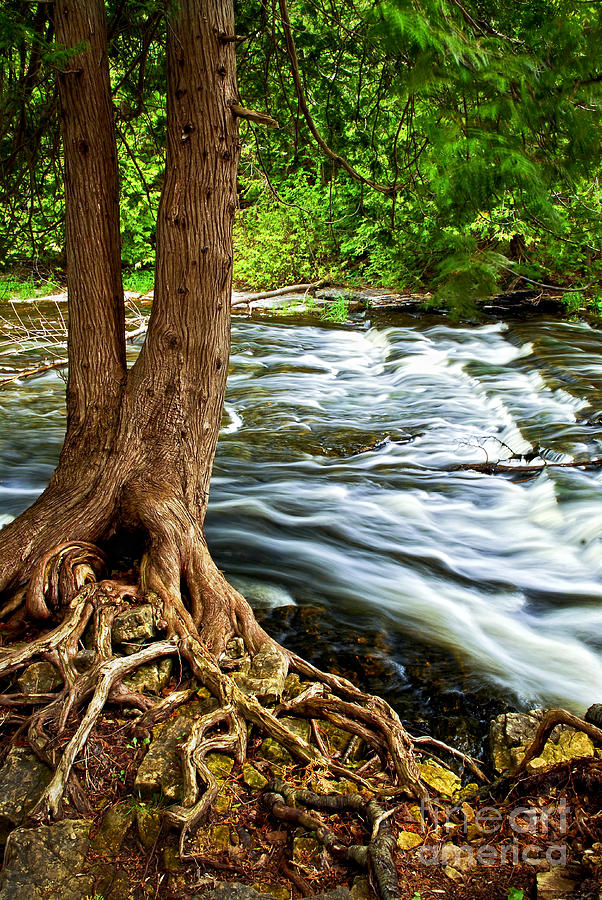 River through woods 2 Photograph by Elena Elisseeva