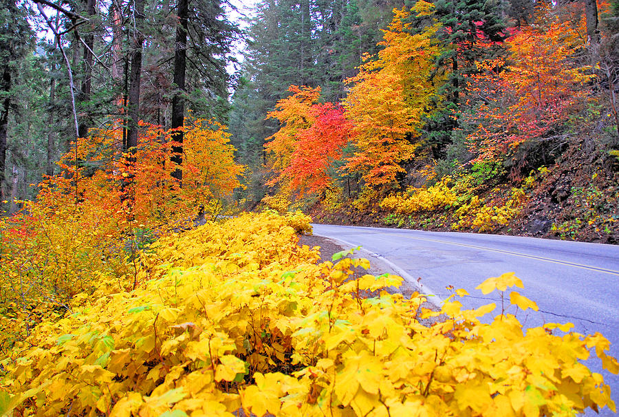 Sequoia National Park Photograph - Road to Oz #1 by Lynn Bauer
