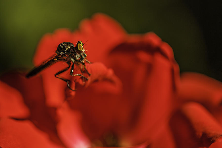Robber  Fly #1 Photograph by Kate Hannon
