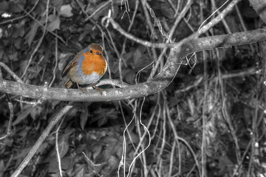 Robin #1 Photograph by Chris Day