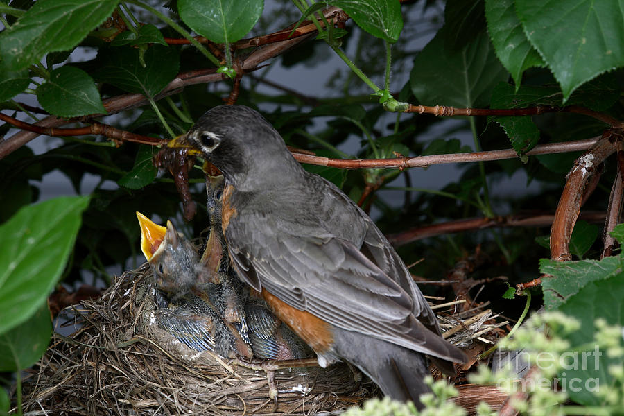 Robin Feeding Its Young #1 Photograph by Ted Kinsman
