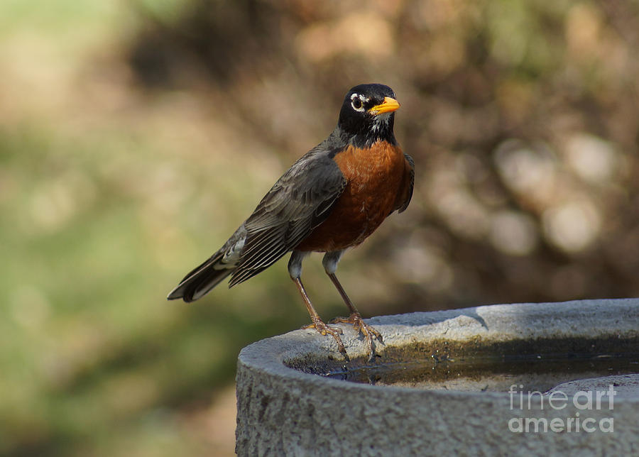 Bird Photograph - Robin #1 by Lori Tordsen