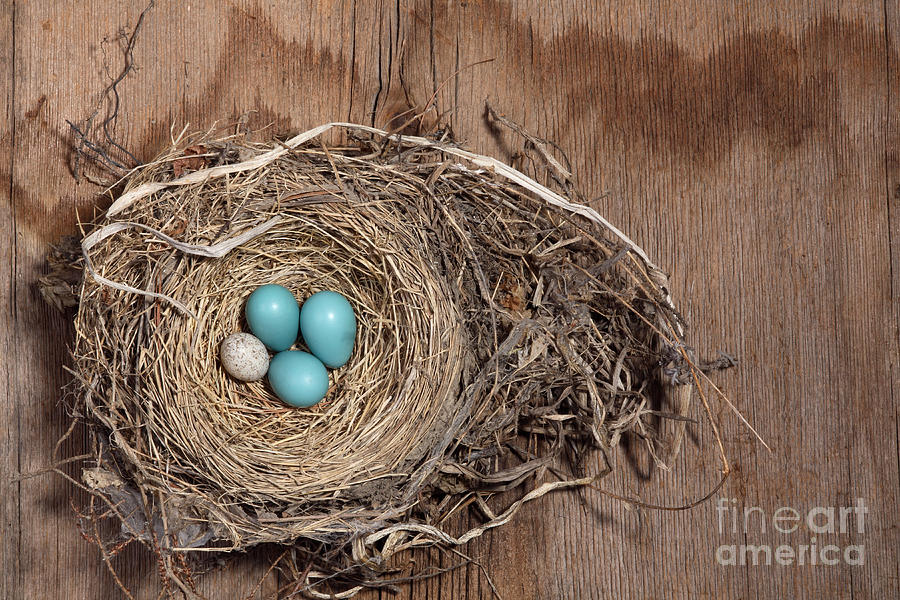 Robins Nest And Cowbird Egg #1 Photograph by Ted Kinsman