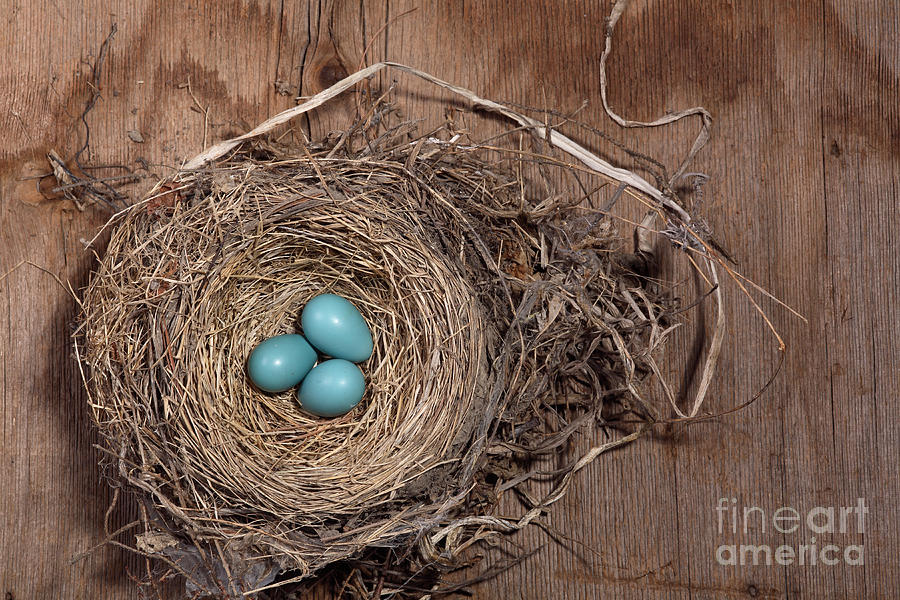 Robin Photograph - Robins Nest With Eggs #1 by Ted Kinsman
