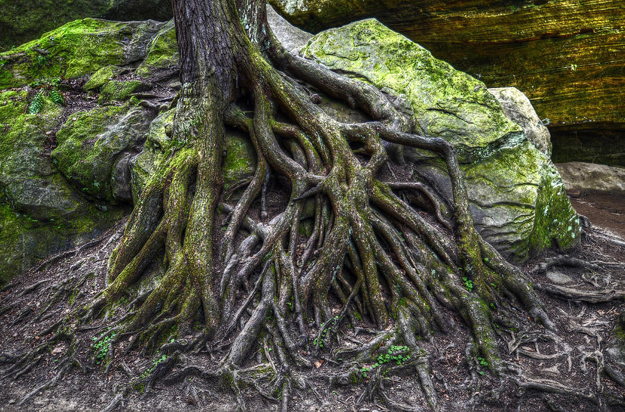 Rock and Roots #1 Photograph by Brian Stevens