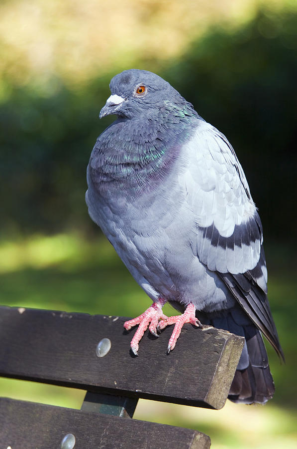 Rock Pigeon Photograph by Georgette Douwma