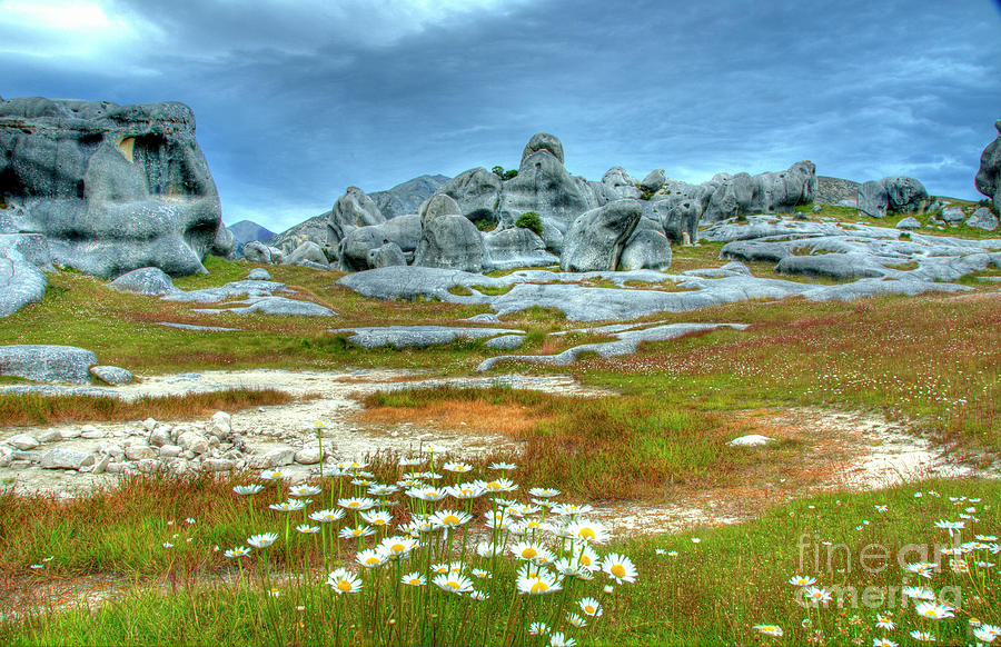 Rocks and Flowers #1 Photograph by Marc Bittan