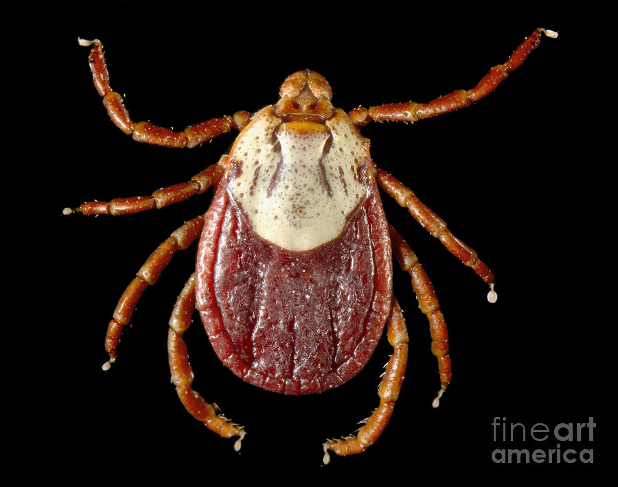 Rocky Mountain Wood Tick #1 Photograph by Science Source