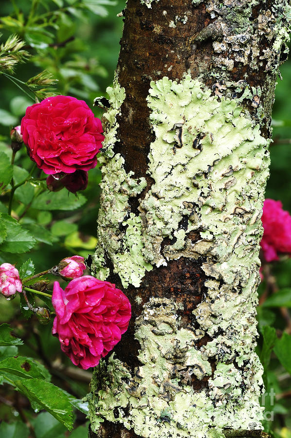 Rogue Rose Photograph By Thomas R Fletcher Fine Art America