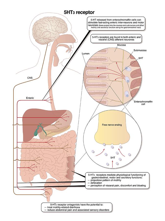 Role Of Serotonin In The Digestive System Photograph by Peter Gardiner