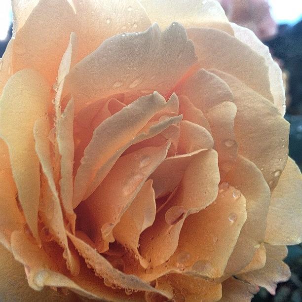 Flowers Still Life Photograph - Rose After Rain #flower  #kentucky #usa #1 by Irina Moskalev