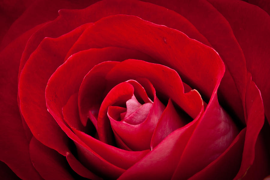 Rose Photograph - Rose #1 by Alhaji Samura
