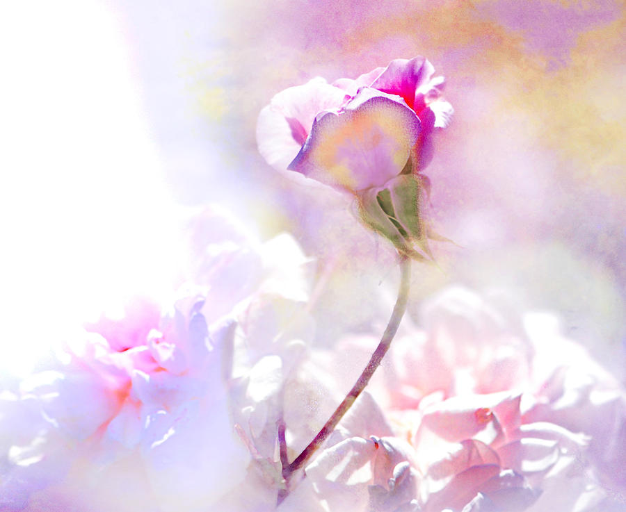 Impressionism Photograph - Rose by any other name #1 by Jeff Burgess
