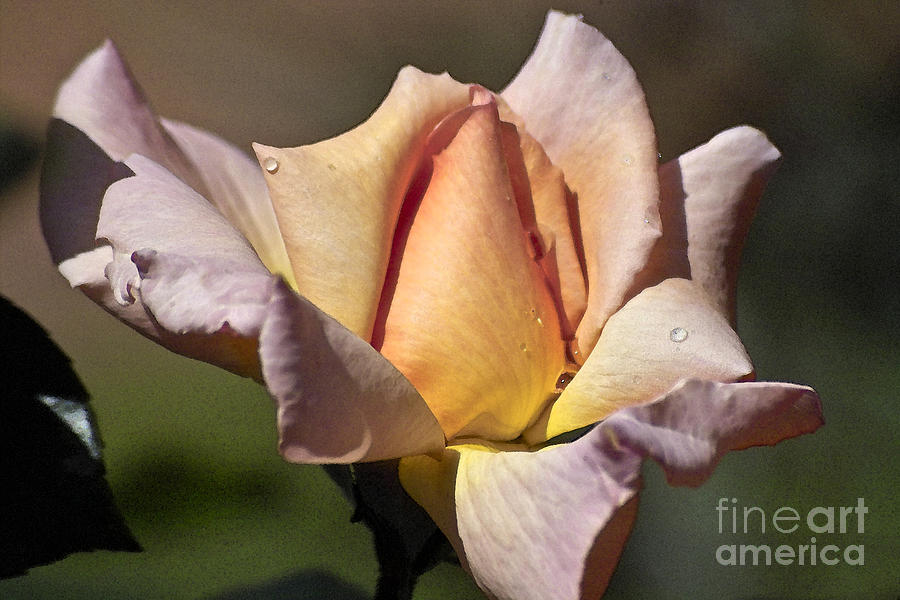 Rose Flower #1 Photograph by Heiko Koehrer-Wagner