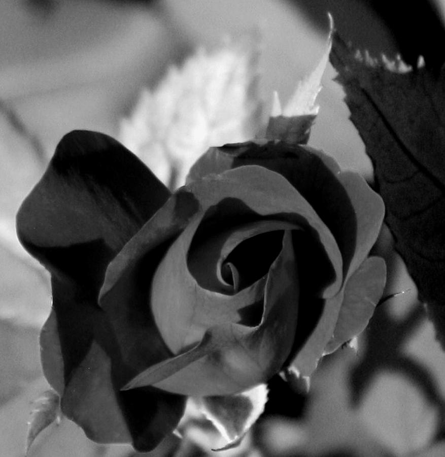 Rose  #1 Photograph by Karen Harrison Brown
