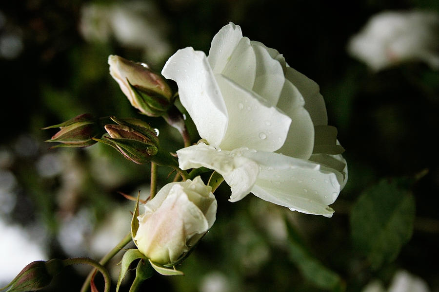 White Rose Photograph by Masha Batkova