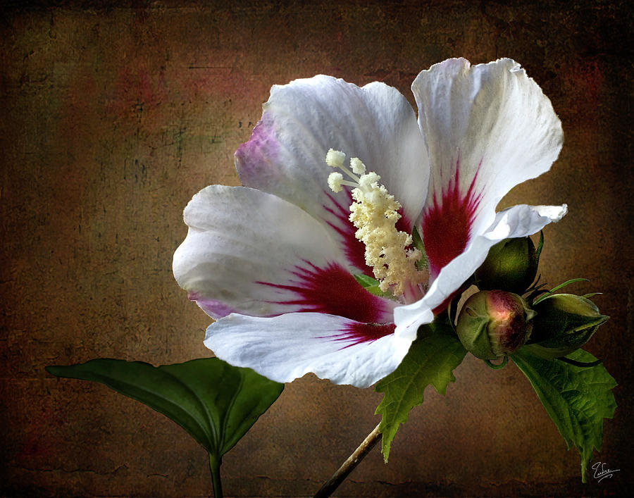 Rose Of Sharon #1 Photograph by Endre Balogh