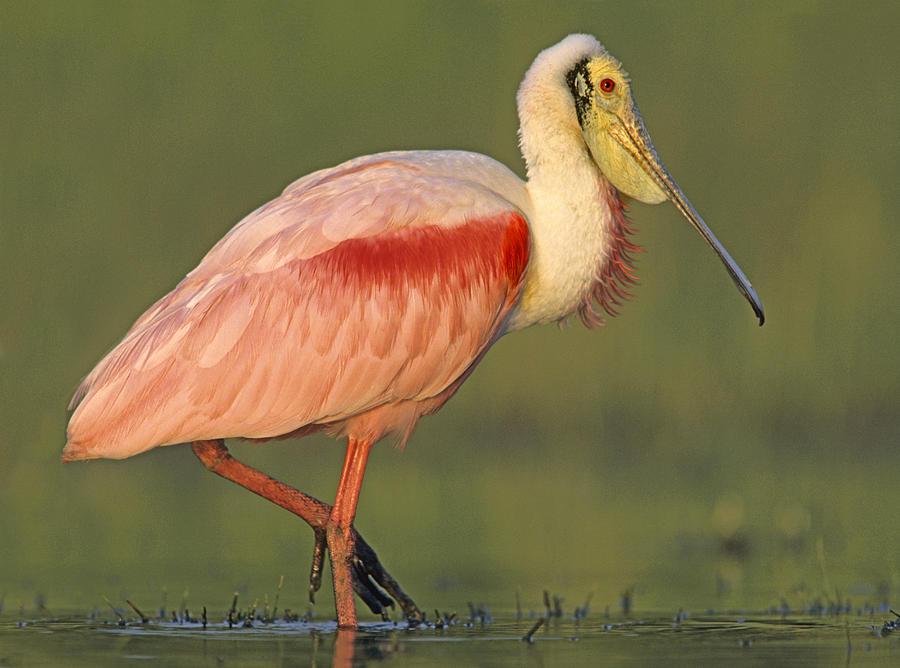 Roseate Spoonbill Wading North America #1 Photograph by Tim Fitzharris