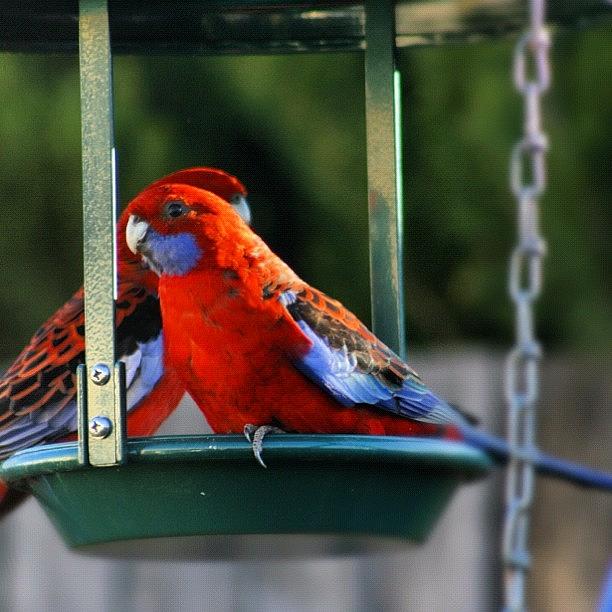 Nature Photograph - Rosella In Feeder #1 by Kim Gourlay