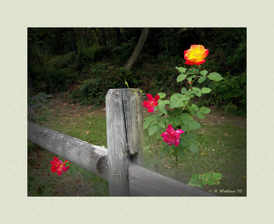 Rose Photograph - Roses and Fence  #1 by Brian Wallace