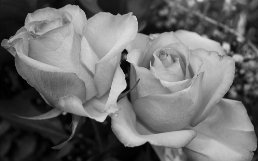 black and white photography with color roses