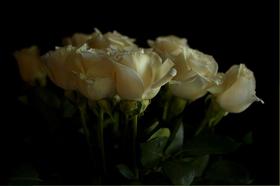 Roses #1 Photograph by Mario Celzner