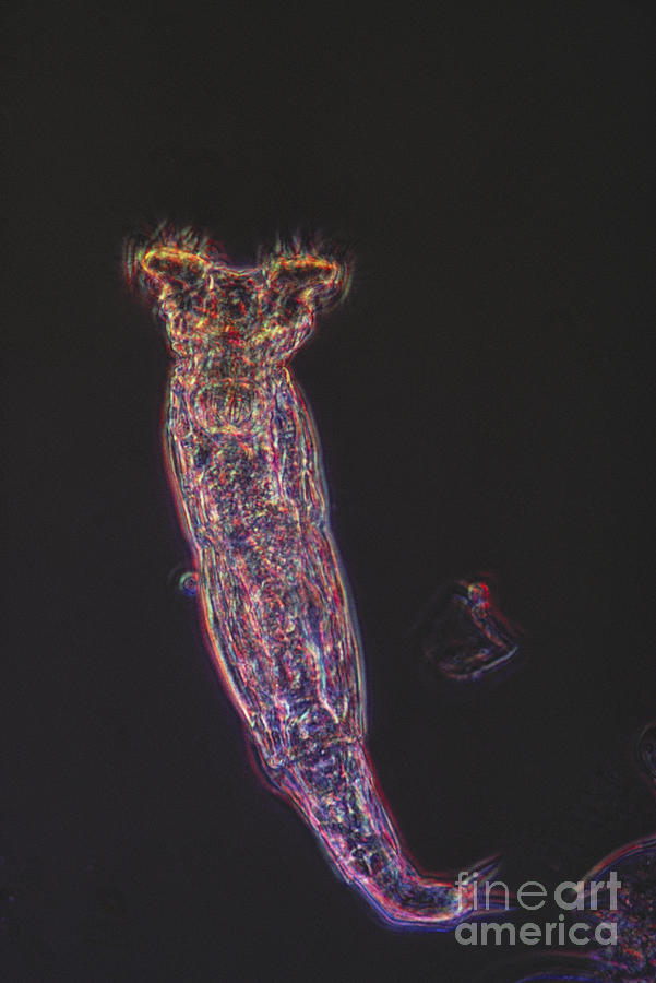 Rotifer Lm #1 Photograph by Eric V. Grave