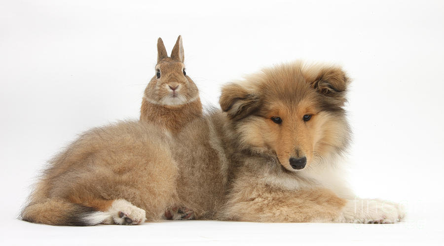 Rough Collie Pup With Rabbit #1 Photograph by Mark Taylor