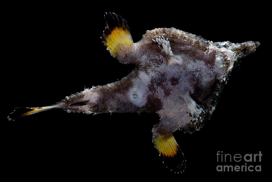 Fish Photograph - Roughback Batfish #1 by Dant Fenolio
