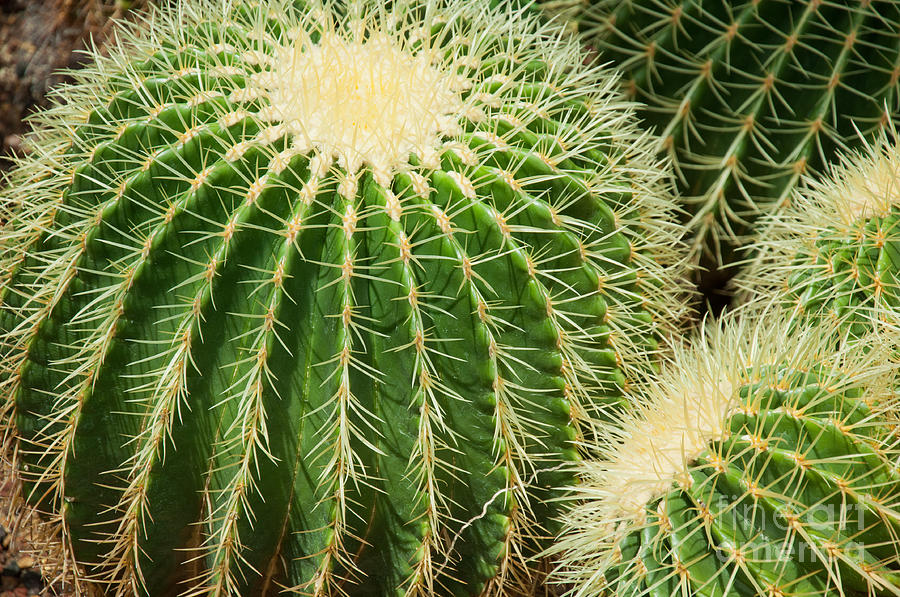 Round Cactus #1 Photograph by Dejan Jovanovic