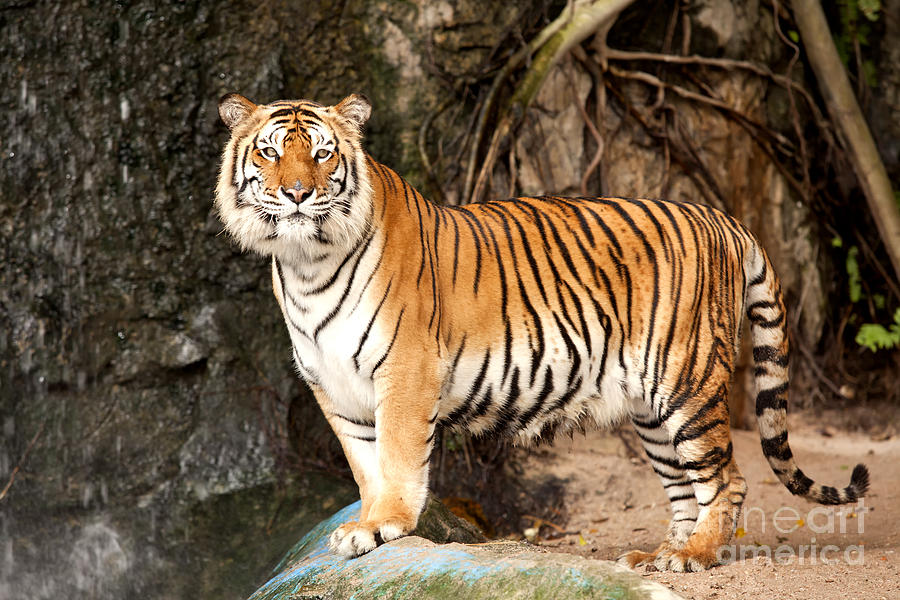 Royal Bengal Tiger Photograph by Anek Suwannaphoom