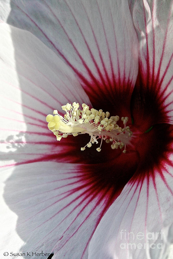 Summer Photograph - Ruby And White Hibiscus #1 by Susan Herber