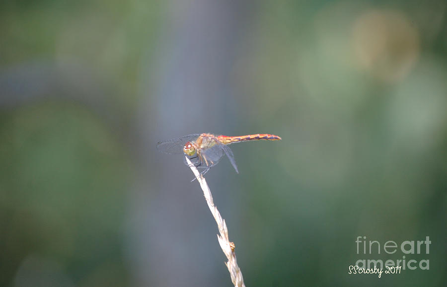 Ruby Meadowhawk Dragonfly  #1 Photograph by Susan Stevens Crosby