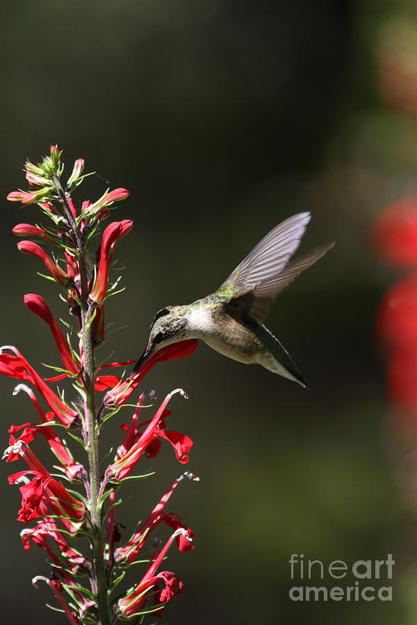 Ruby-throated Hummingbird feeding Photograph by John Van Decker